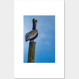 Pelican Posters and Art